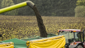 В Масложировом союзе оценили риски для будущего урожая масличных